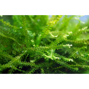 МОХ КАМЕРУН