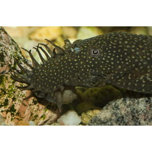 АНЦИСТРУС 6-7см - Ancistrus