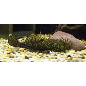 АНЦИСТРУС 6-7см - Ancistrus