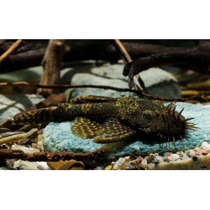 АНЦИСТРУС 6-7см - Ancistrus