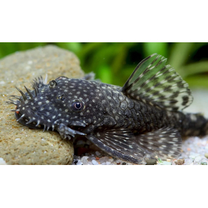 АНЦИСТРУС 6-7см - Ancistrus