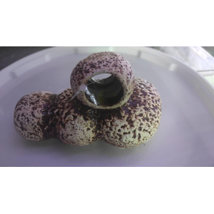 Пещеры для нереста 1 130/70мм