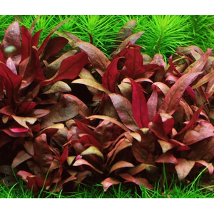 АЛЬТЕРНАНТЕРА РЕЙНЕКА - Alternanthera reineckii