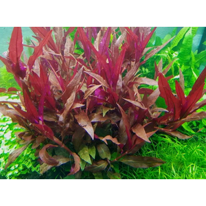АЛЬТЕРНАНТЕРА РЕЙНЕКА - Alternanthera reineckii