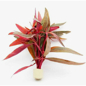 АЛЬТЕРНАНТЕРА СЕССИЛИЯ - Alternanthera sessilis