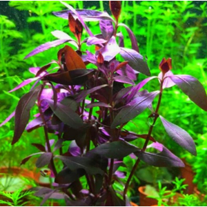 АЛЬТЕРНАНТЕРА СЕССИЛИЯ - Alternanthera sessilis