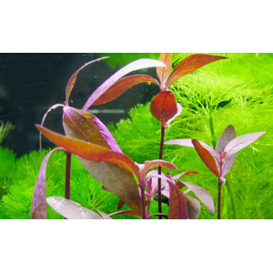 АЛЬТЕРНАНТЕРА СЕССИЛИЯ - Alternanthera sessilis