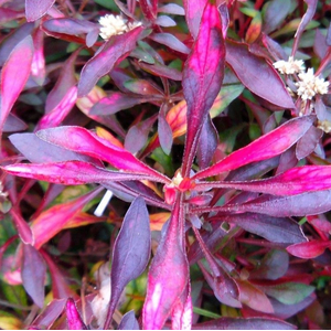 АЛЬТЕРНАНТЕРА СЕССИЛИЯ - Alternanthera sessilis