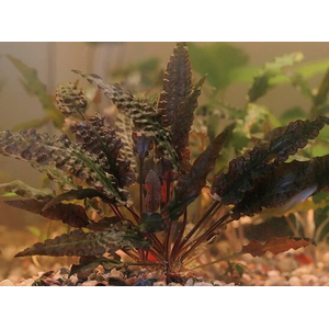 КРИПТОКОРИНА ВЕНДТА КОРИЧНЕВАЯ