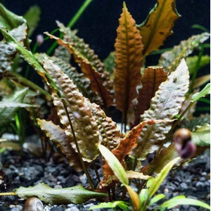 КРИПТОКОРИНА ВЕНДТА КОРИЧНЕВАЯ