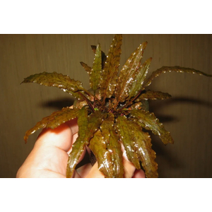 КРИПТОКОРИНА ВЕНДТА КОРИЧНЕВАЯ