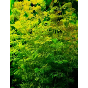 ЛИМНОФИЛА ГЕТЕРОФИЛА - Limnophila heterophylla