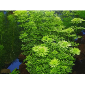 ЛИМНОФИЛА ГЕТЕРОФИЛА - Limnophila heterophylla