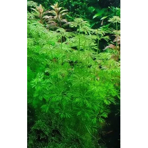 ЛИМНОФИЛА ГЕТЕРОФИЛА - Limnophila heterophylla