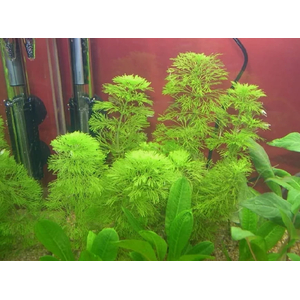 ЛИМНОФИЛА ГЕТЕРОФИЛА - Limnophila heterophylla