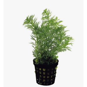 ЛИМНОФИЛА ГЕТЕРОФИЛА - Limnophila heterophylla