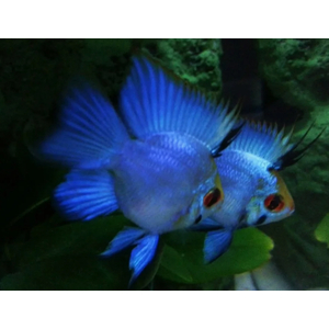 РАМИРЕЗИ БАБОЧКА БАЛЛОН ЭЛЕКТРИК БЛЮ