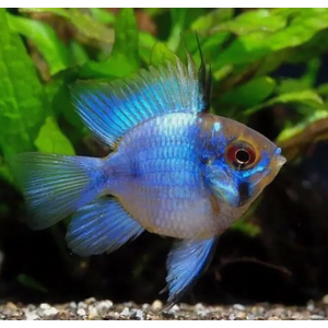 РАМИРЕЗИ БАБОЧКА БАЛЛОН ЭЛЕКТРИК БЛЮ