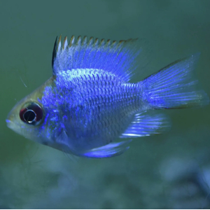 РАМИРЕЗИ БАБОЧКА БАЛЛОН ЭЛЕКТРИК БЛЮ