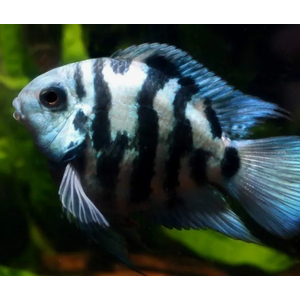 ПОПУГАЙ ТИГРОВЫЙ СИНИЙ / ПАНДА