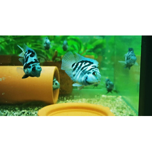 ПОПУГАЙ ТИГРОВЫЙ СИНИЙ / ПАНДА