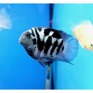 ПОПУГАЙ ТИГРОВЫЙ СИНИЙ / ПАНДА