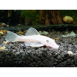 L-144 АНЦИСТРУС БЕЛЫЙ - Snow White