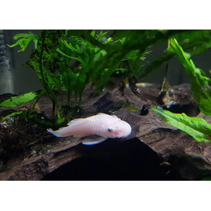 L-144 АНЦИСТРУС БЕЛЫЙ - Snow White