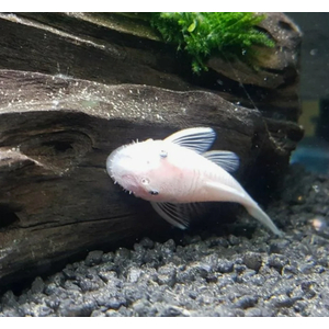 L-144 АНЦИСТРУС БЕЛЫЙ - Snow White