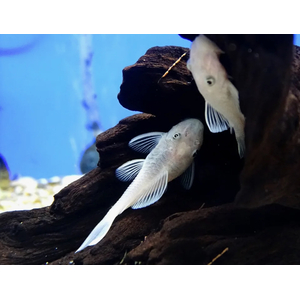 L-144 АНЦИСТРУС БЕЛЫЙ - Snow White