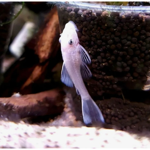 L-144 АНЦИСТРУС БЕЛЫЙ - Snow White