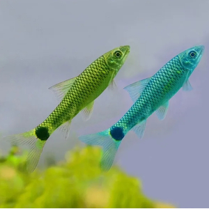 Водорослеед ГЛО МЯТНЫЙ