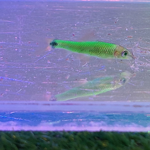 Водорослеед ГЛО МЯТНЫЙ