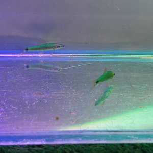 Водорослеед ГЛО МЯТНЫЙ