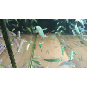 Водорослеед ГЛО МЯТНЫЙ