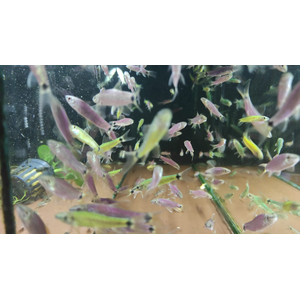 Водорослеед ГЛО ФИОЛЕТОВЫЙ