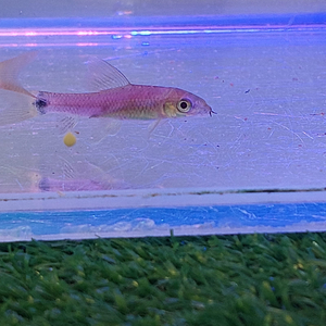 Водорослеед ГЛО ФИОЛЕТОВЫЙ