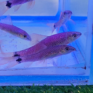 Водорослеед ГЛО ФИОЛЕТОВЫЙ