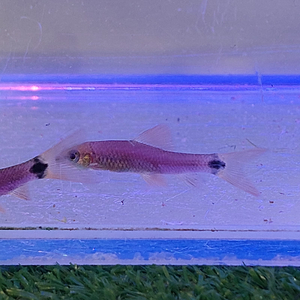 Водорослеед ГЛО ФИОЛЕТОВЫЙ