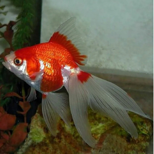 ВУАЛЕХВОСТ КРАСНО-БЕЛЫЙ  4-5см золотая рыбка - Сarassius auratus