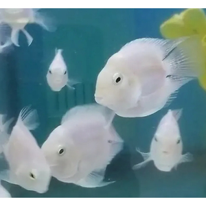 ПОПУГАЙ ПОПУГАЙЧИК ПЛАТИНОВЫЙ / БЕЛЫЙ