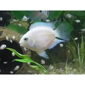 ПОПУГАЙЧИК ПЛАТИНОВЫЙ / БЕЛЫЙ