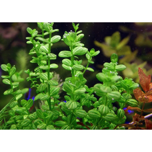 ЛИНДЕРНИЯ КРУГЛОЛИСТНАЯ (Lindernia rotundifolia)