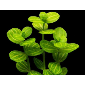 ЛИНДЕРНИЯ КРУГЛОЛИСТНАЯ (Lindernia rotundifolia)