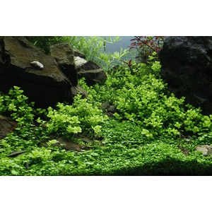 ЛИНДЕРНИЯ КРУГЛОЛИСТНАЯ (Lindernia rotundifolia)