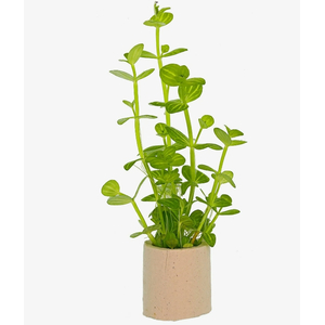 ЛИНДЕРНИЯ КРУГЛОЛИСТНАЯ (Lindernia rotundifolia)