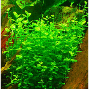 ЛИНДЕРНИЯ КРУГЛОЛИСТНАЯ (Lindernia rotundifolia)