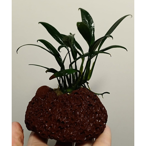 АНУБИАС на лаве КОНГЕНЗИС МИНИ / Anubias congensis mini