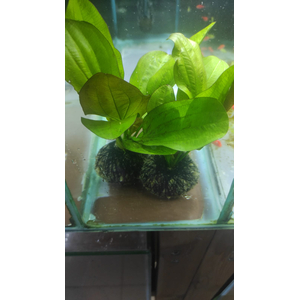 ЭХИНОДОРУС ФЭНСИ ТВИСТ НА КОЧКЕ