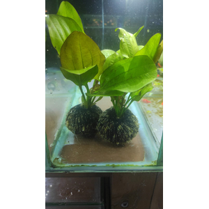 ЭХИНОДОРУС ФЭНСИ ТВИСТ НА КОЧКЕ